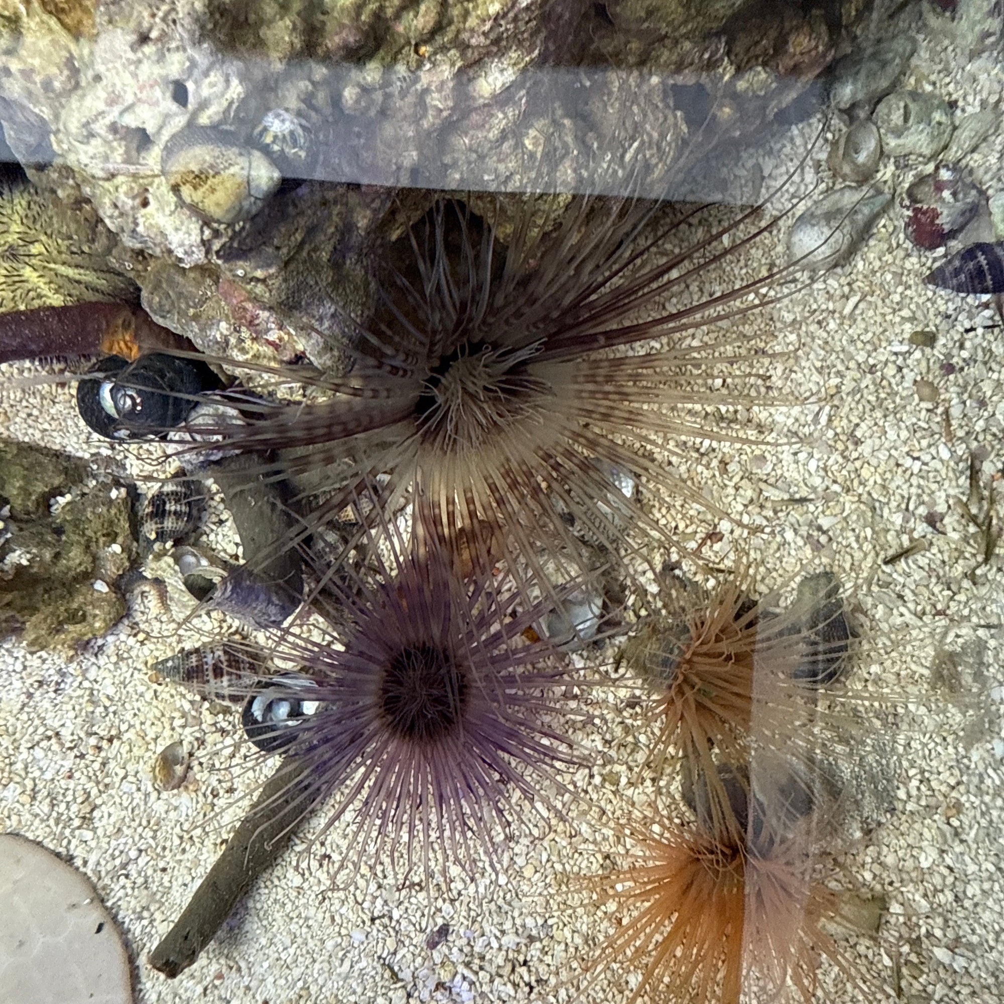 Tube anemone