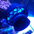 Nero 3 AquaIllumination installée dans aquarium récifal nano avec coraux éclairage bleu