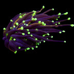 RS Golden Medusa Giganti Torch tete