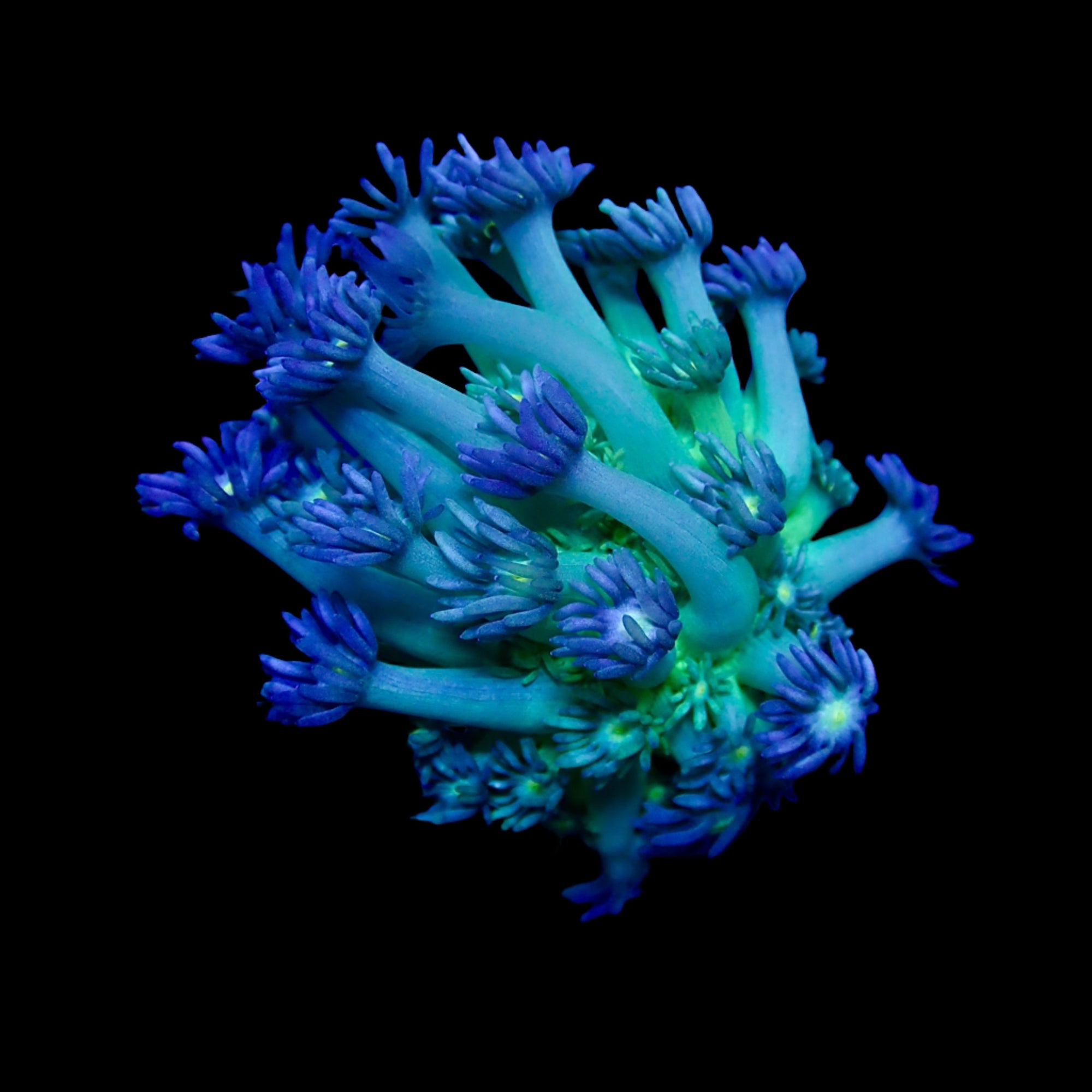 Gionopora Ultra