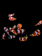 Clownfish Threadfin Ocellaris