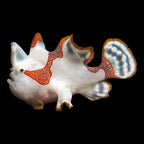 Wartskin Angler Adult - Antennarius Maculatus