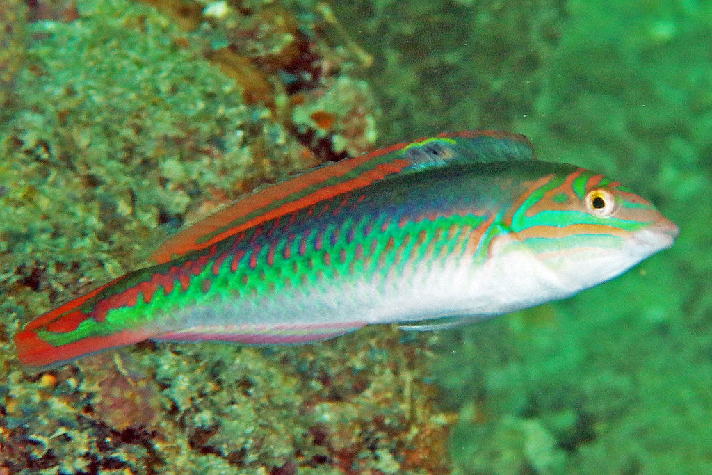 Halichoeres maculipinna (Clown Wrasse) | Labre Coloré et Actif pour Aquarium Marin