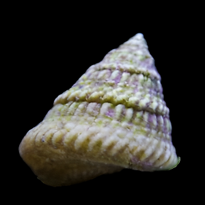 Astrea escargots Chaque