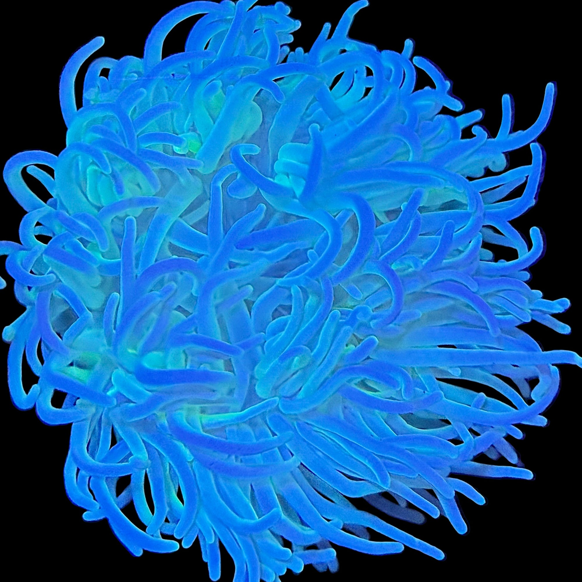 Long Tentacle Anemone