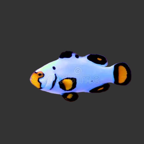 Snowflake Flurry Clown