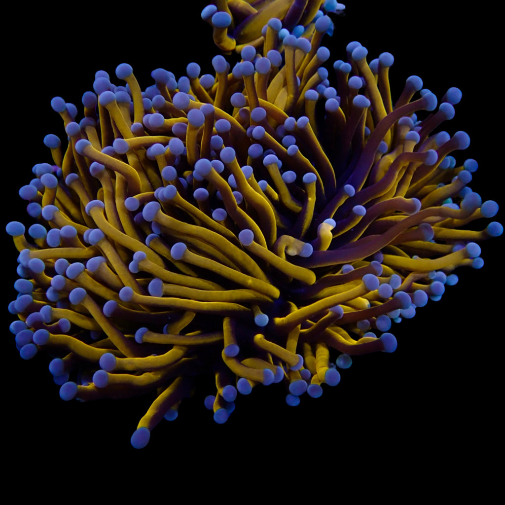 Euphyllia glabrescens Australian Banana Gold Torch - Corail LPS Premium
