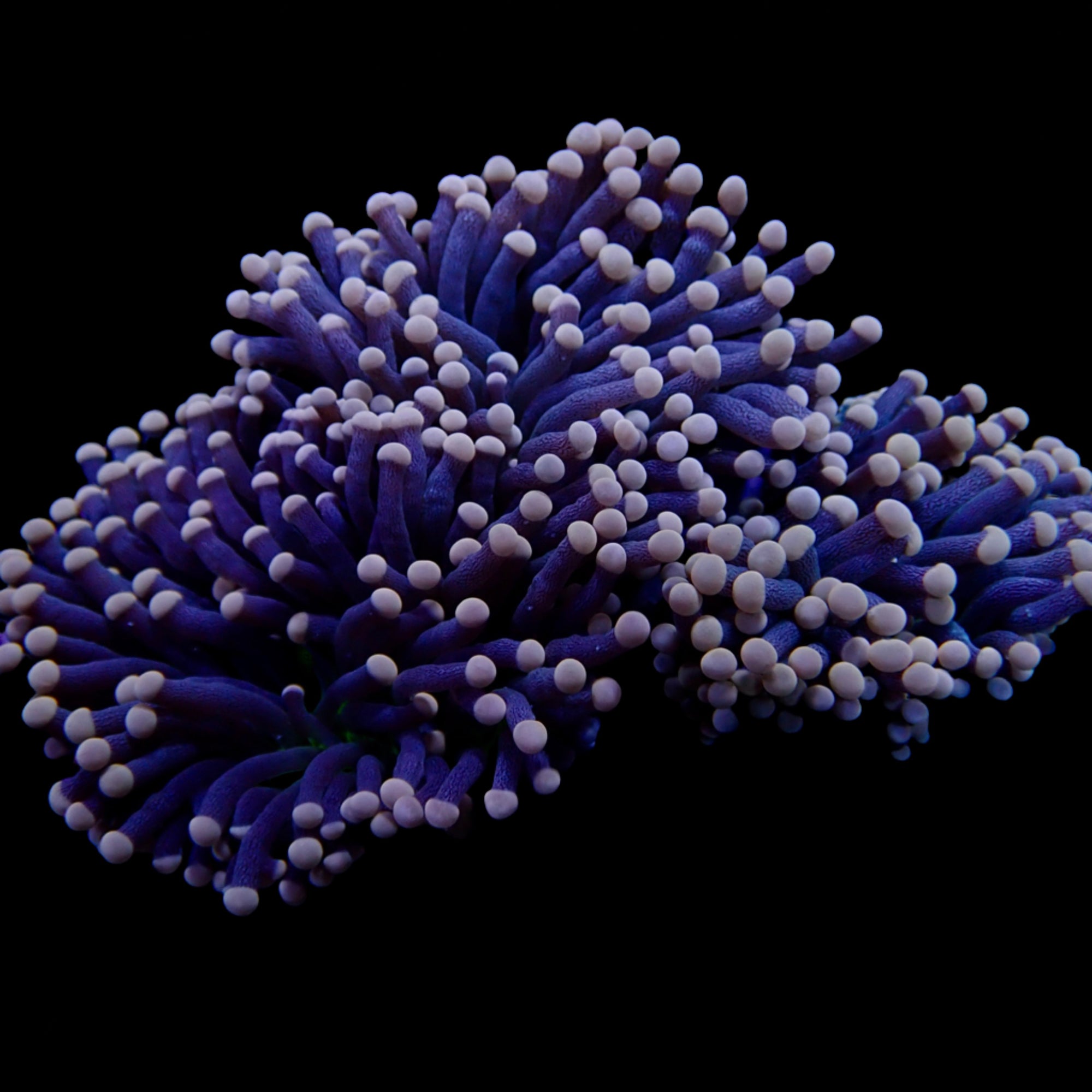 Australian Joker Torch Euphyllia glabrescens