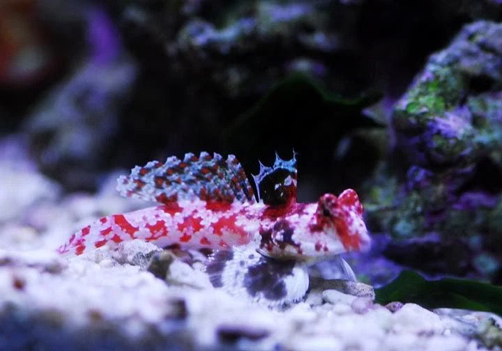 Red Scooter Dragonet