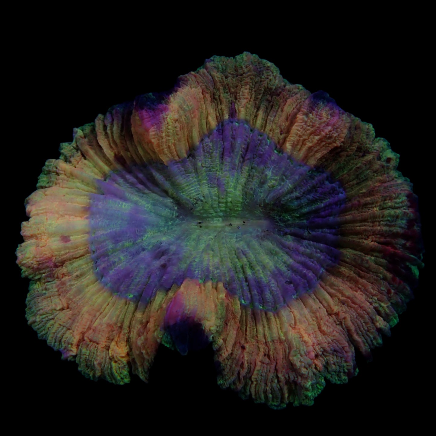 Multicolor Trachyphyllia