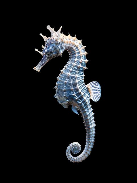 Hippocampe élevé en captivité ( Captive Bred Seahorse )