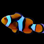 Amphiprion percula (True Percula)