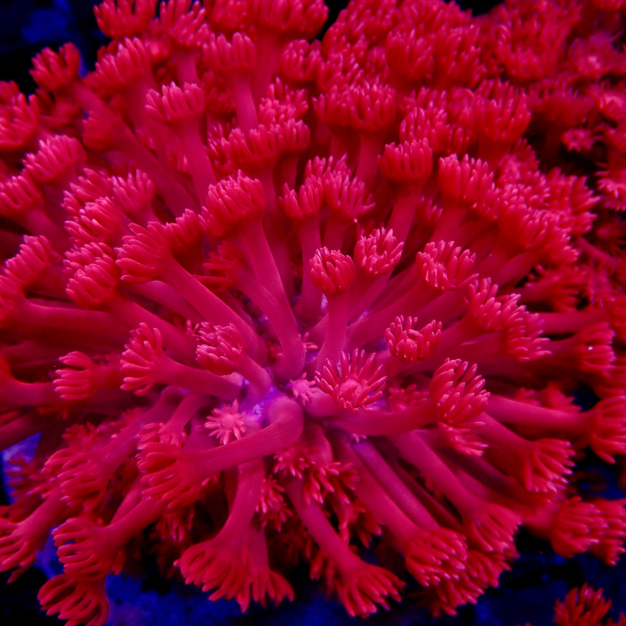 Goniopora Red Colony