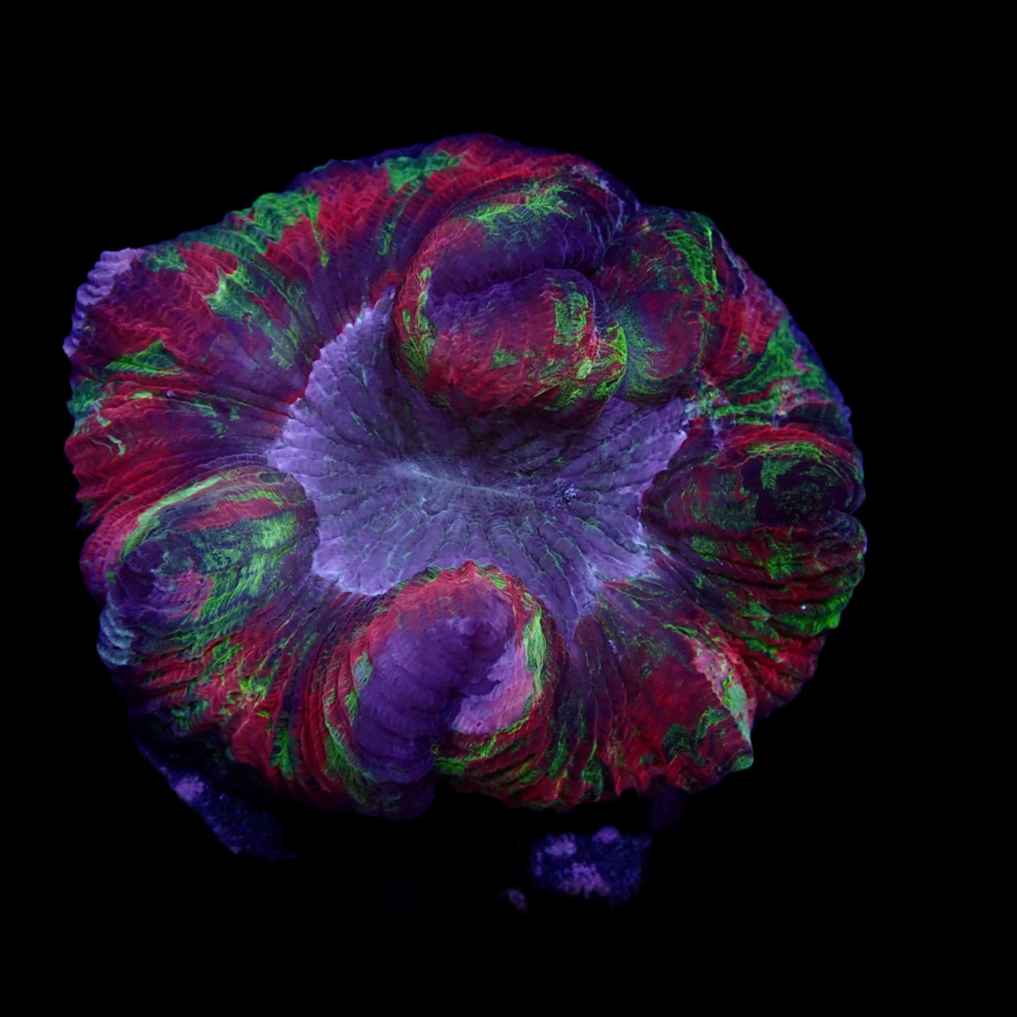 Multicolor Trachyphyllia