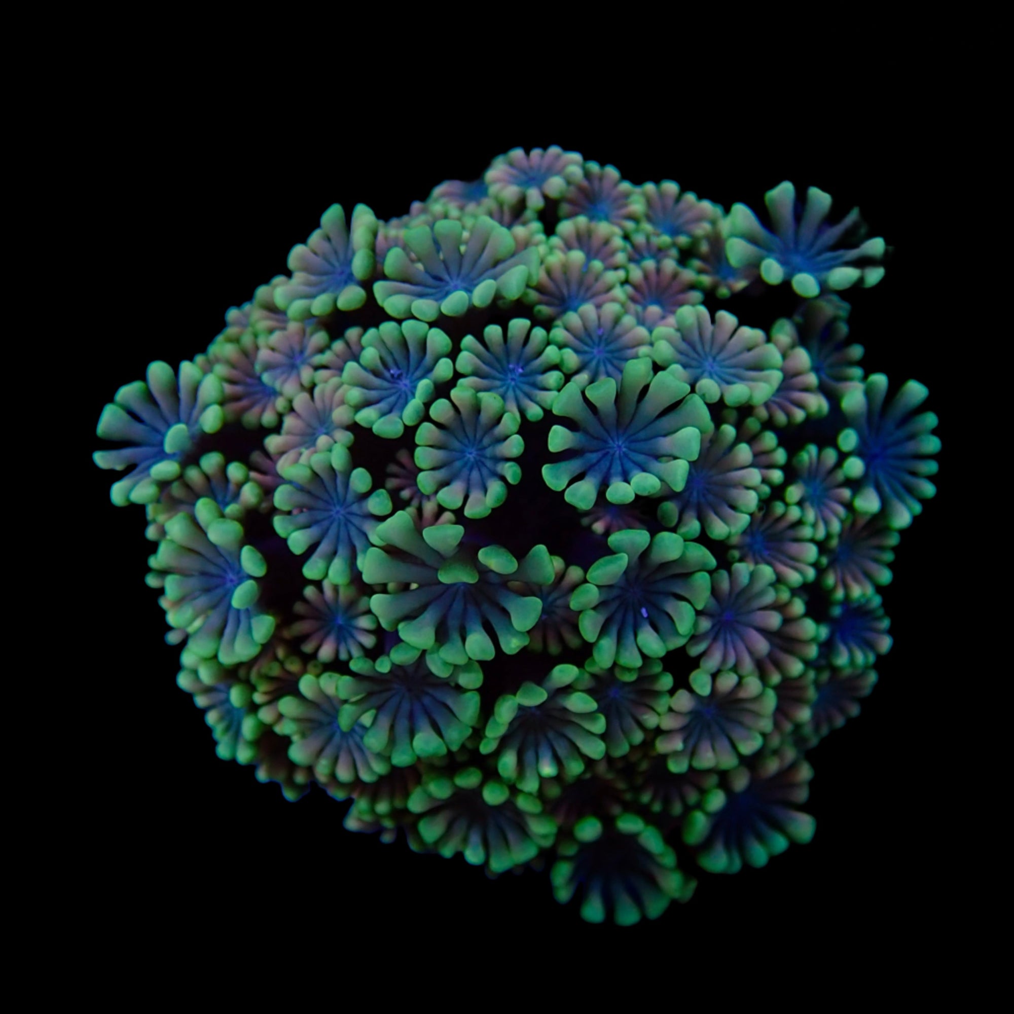 Gionopora Ultra frag
