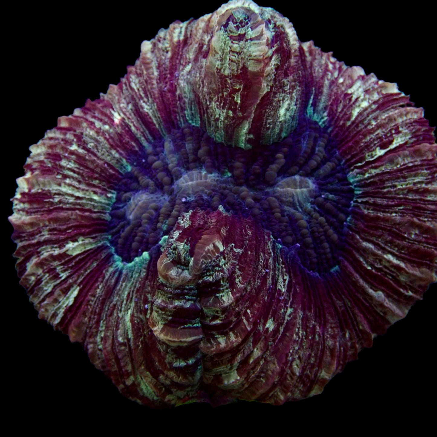 Multicolor Trachyphyllia