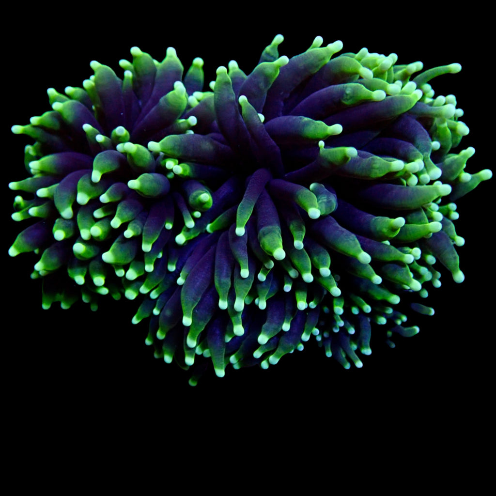 Australian Toxic Green Torch Colony