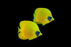 Golden Semilarvatus Butterflyfish