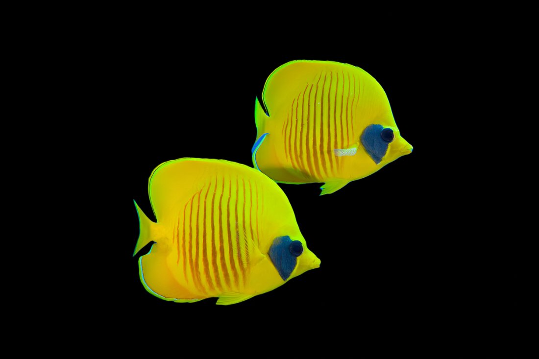 Golden Semilarvatus Butterflyfish