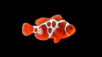 GoldXLightning Maroon (Amphiprion biaculeatus)
