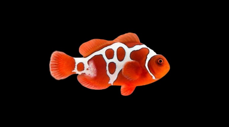 GoldXLightning Maroon (Amphiprion biaculeatus)