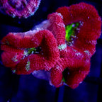 Acanthastrea Lordhowensis Ultra frag