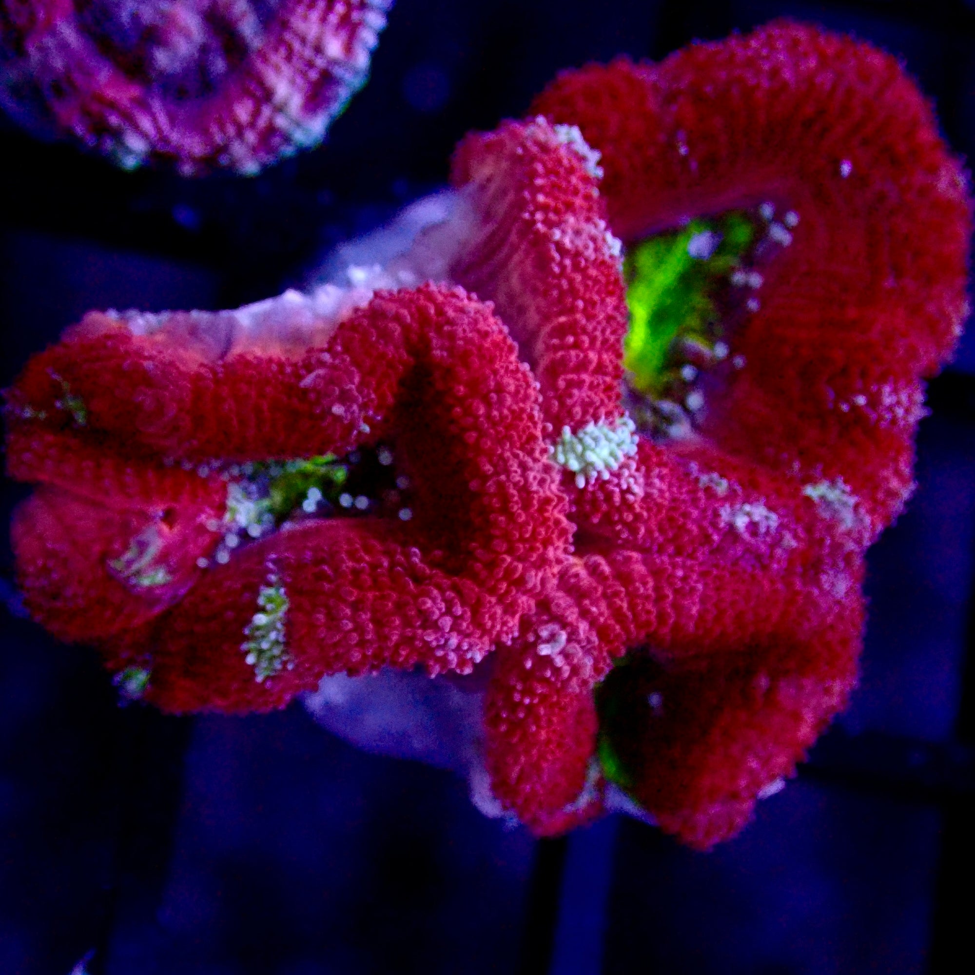 Acanthastrea Lordhowensis Ultra frag
