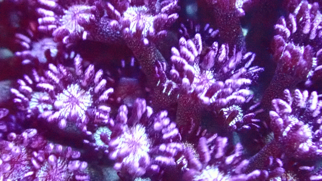 RS Blue Berry Glitter Goniopora frag