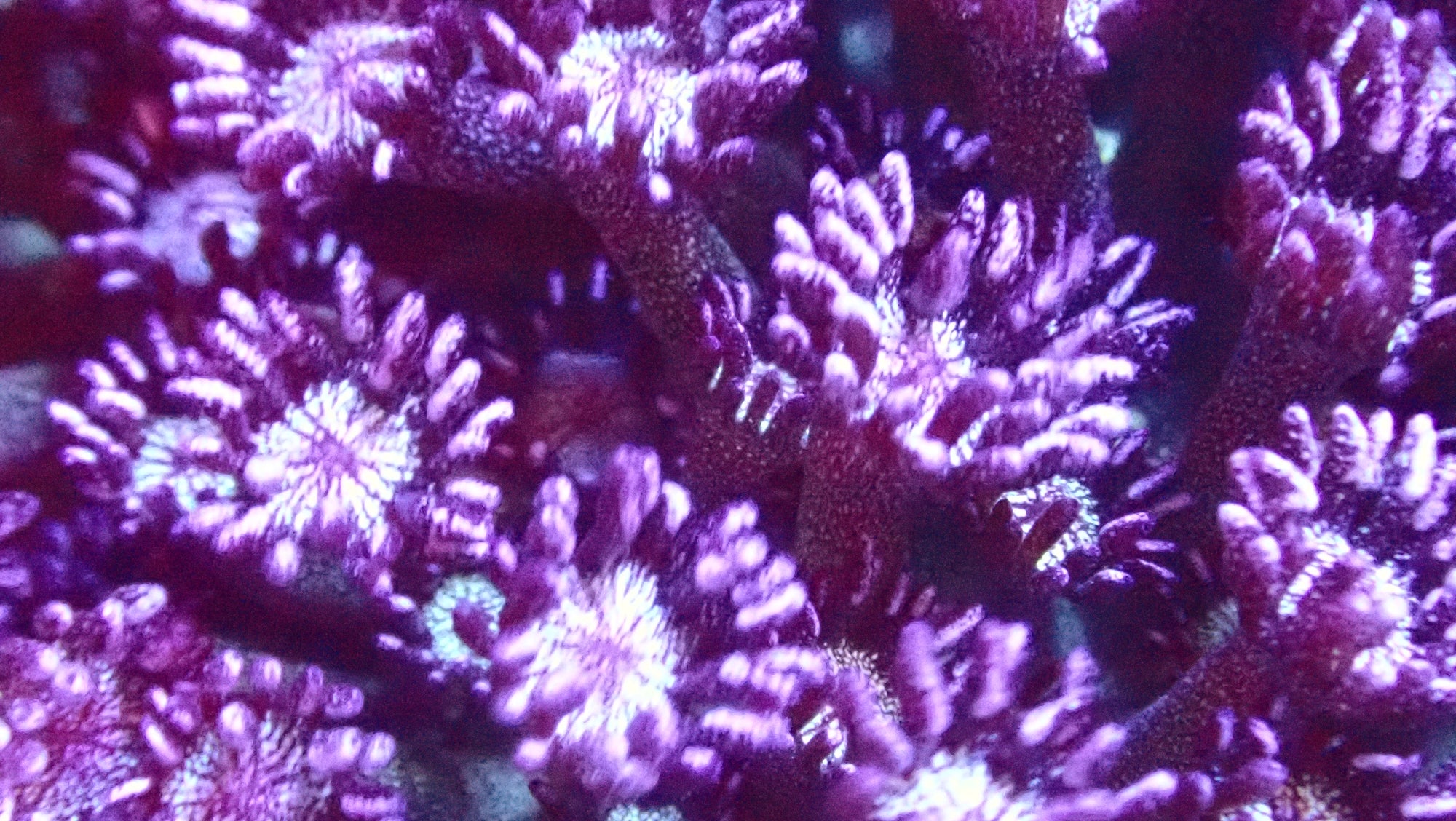 RS Blue Berry Glitter Goniopora frag