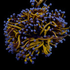 Euphyllia glabrescens Australian Banana Gold Torch - Corail LPS Premium