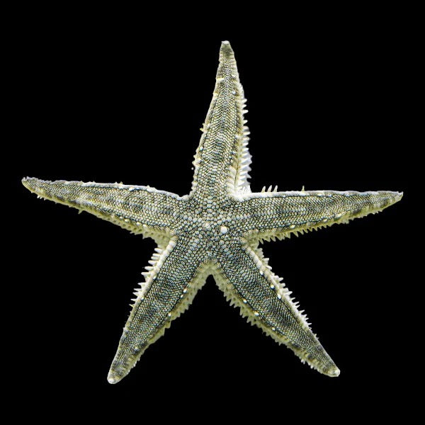 Sand Sifting Sea Star