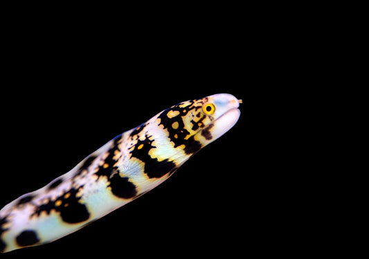 Snowflake Eel (Echidna nebulosa) Small