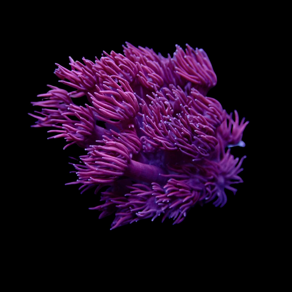 Gionopora Ultra