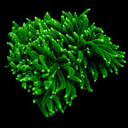 Australian Green Torch Colony