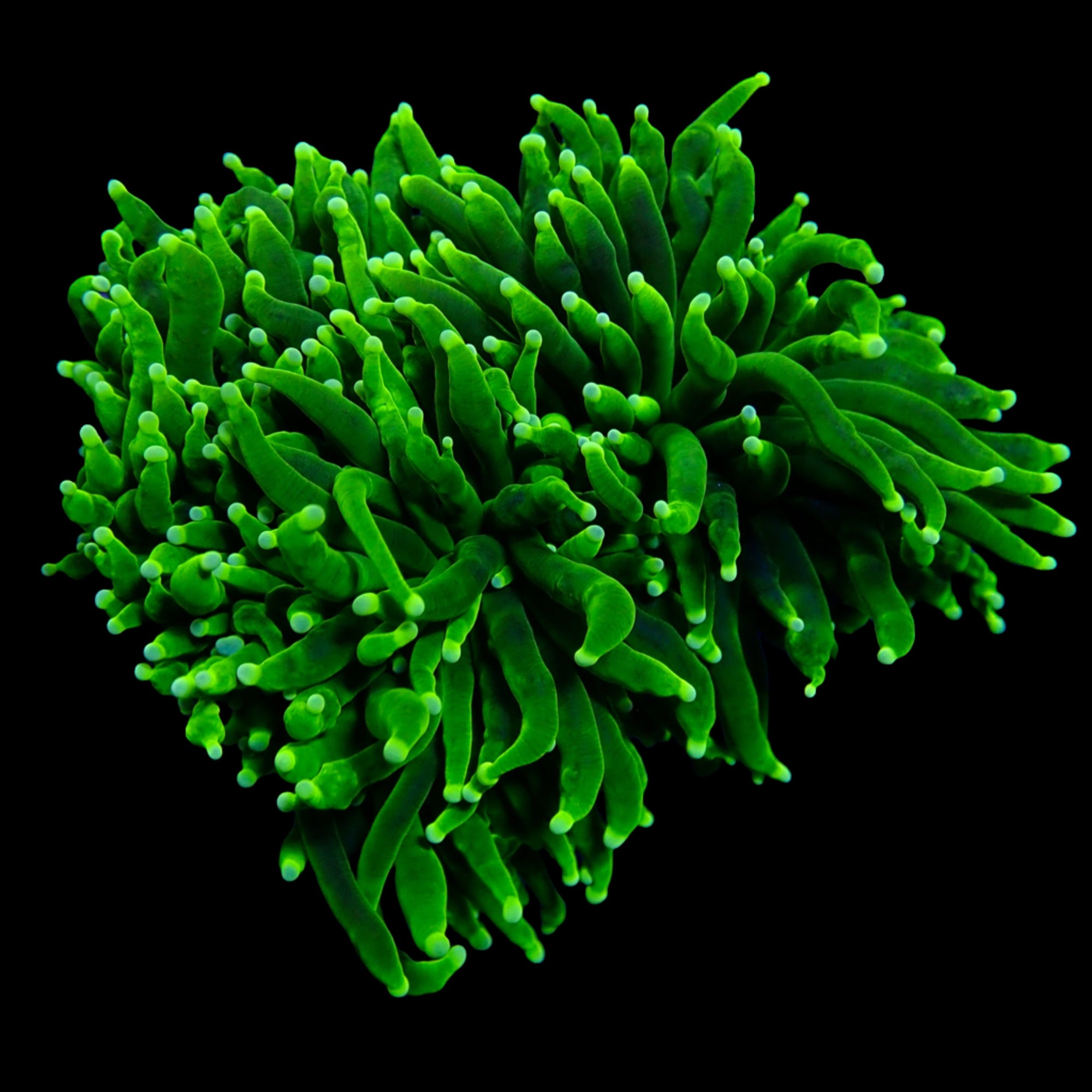 Australian Green Torch Colony