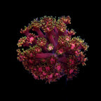 Goniopora ultra frag