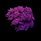 Gionopora Ultra frag