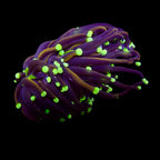 RS Golden Medusa Giganti Torch tete