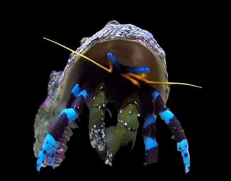 Metalic blue leg hermit crab