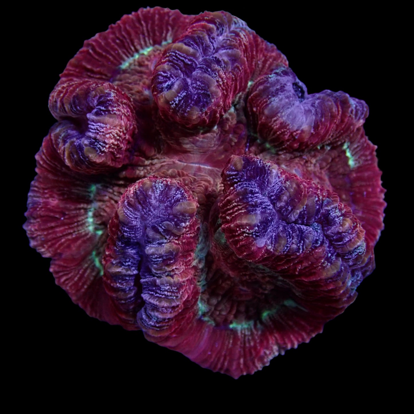 Multicolor Rose Brain