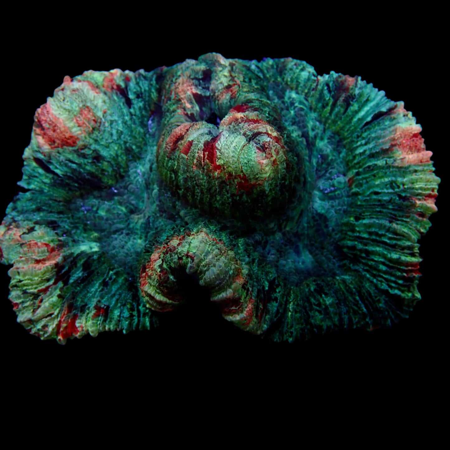 Multicolor Rose Brain