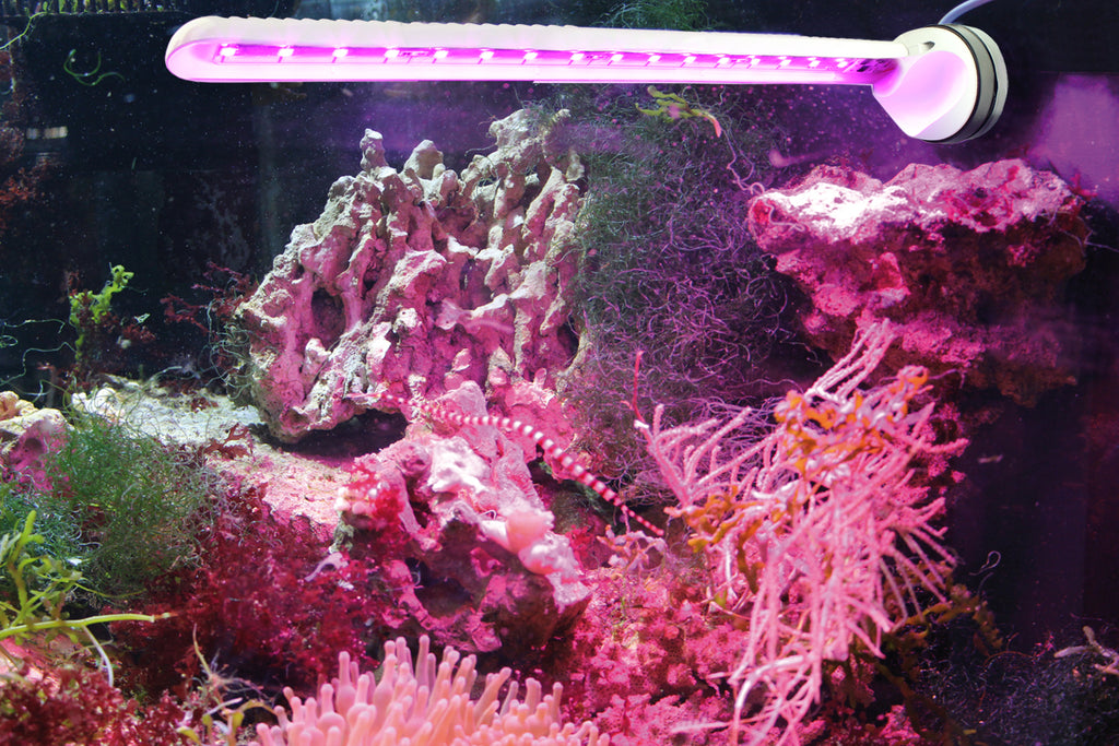 Tunze LED Eco Chic Refugium 8831 éclairage en action dans aquarium récifal avec coraux