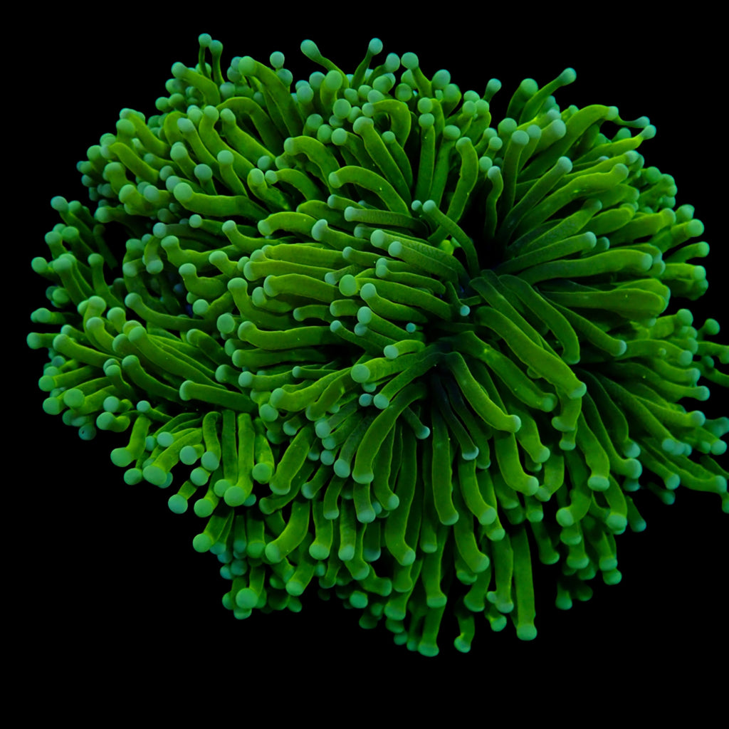 Australian Green Torch Colony