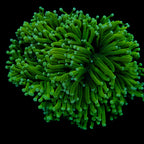 Australian Green Torch Colony