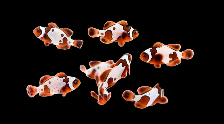 GoldXLightning Maroon (Amphiprion biaculeatus)