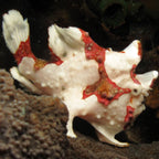 Wartskin Angler Adult - Antennarius Maculatus