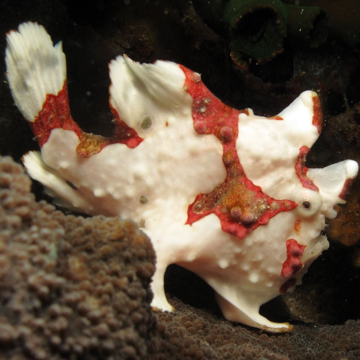 Wartskin Angler Adult - Antennarius Maculatus