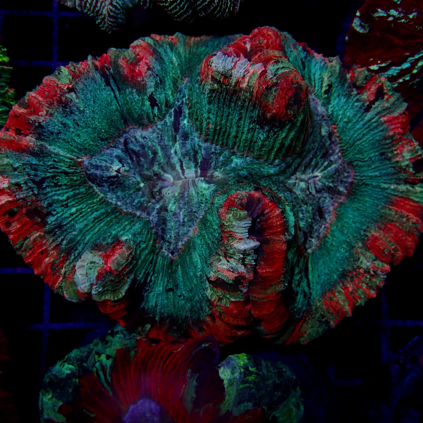 Multicolor Trachyphyllia