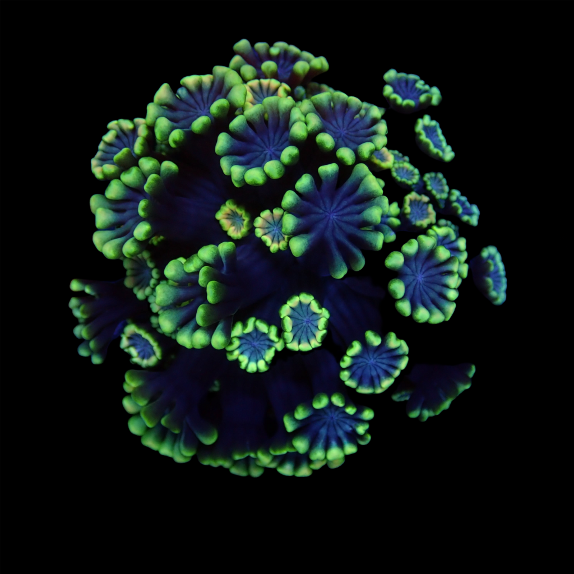 Gionopora Ultra frag