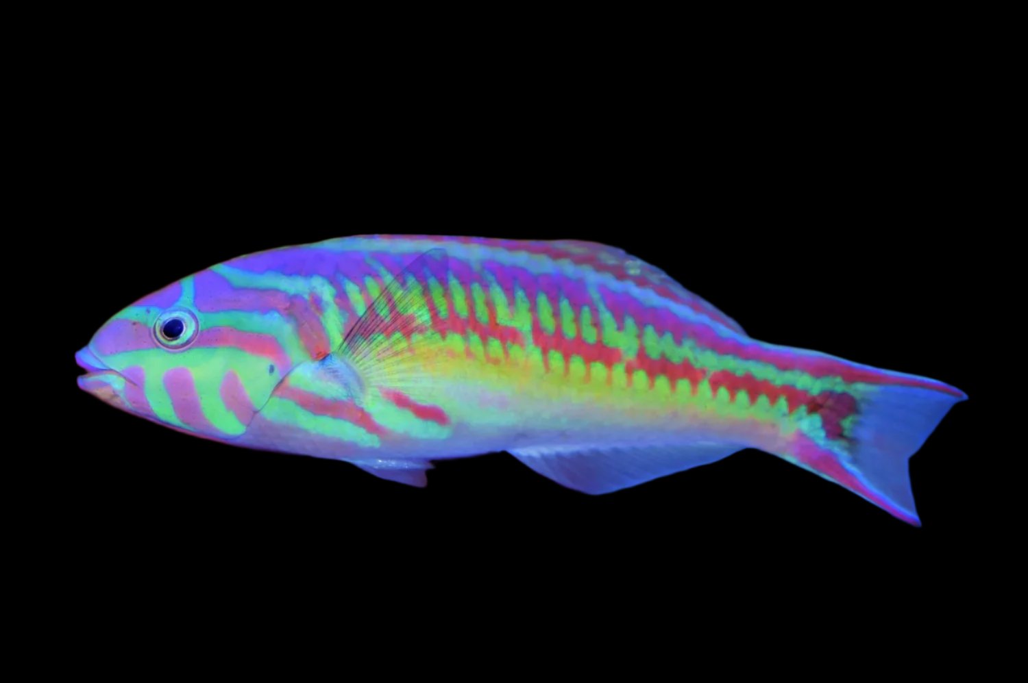 Rainbow Wrasse Thalassoma quinquevittatum Large Large: 5" to 6"